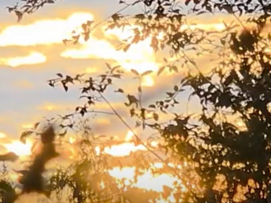 Gryning i trädgården