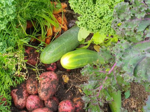 Jag skördar drömmar