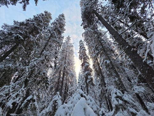 Trädtoppar på vintern