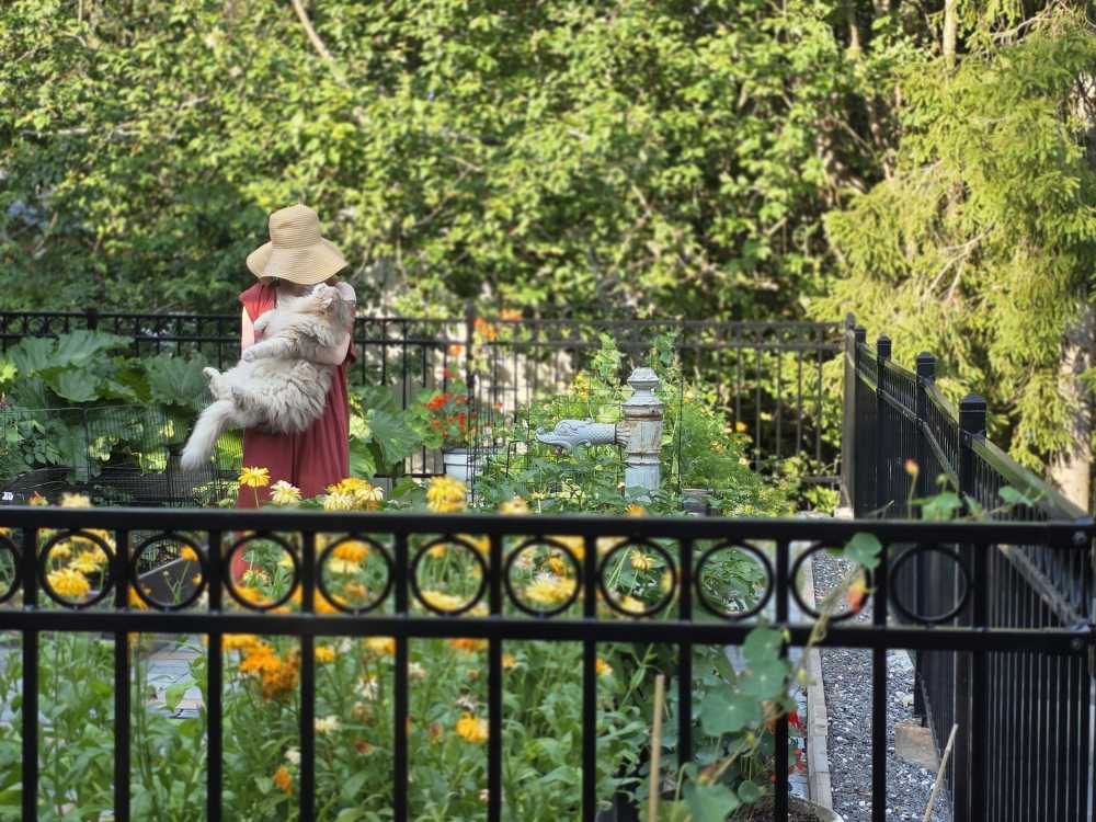 Högsommar i köksträdgården
